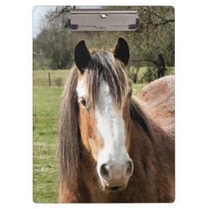 HORSE CLIPBOARD