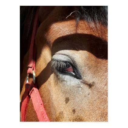 Horse Close-Up at Rockton World&#39;s Fair Postcard