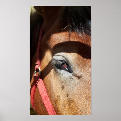 Horse Close-Up at Rockton World&#39;s Fair Poster