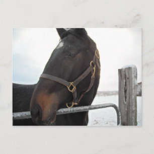 Horse Close-up Postcard