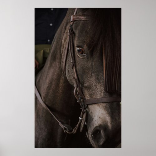 Horse close up poster