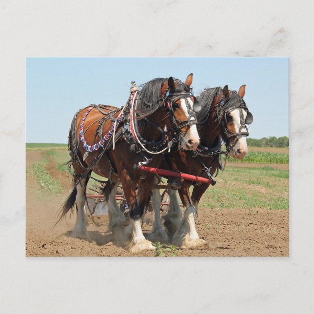 Horse Clydesdale Farming Photo Postcard (Front)
