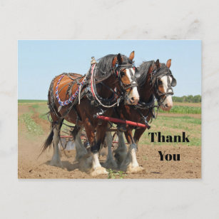 Horse Clydesdale Farming Photo Thank You Postcard