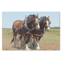 Horse Clydesdale Farming Photo Tissue Paper