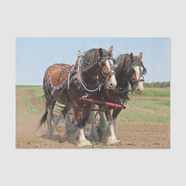 Horse Clydesdale Farming Photo Tissue Paper (Front)