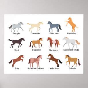 Horse Coat Colors Poster