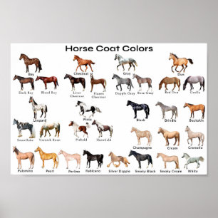 Horse Coat Colors Poster