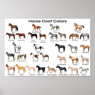 Horse Coat Colors Poster