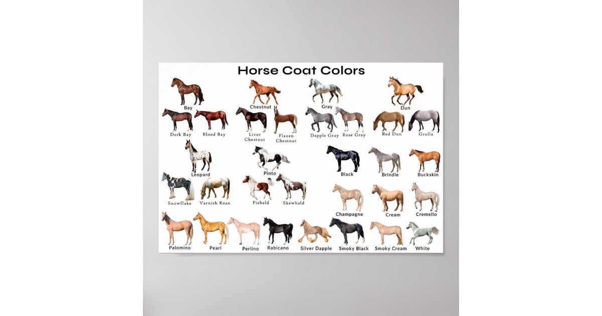 Horse Coat Colors Poster