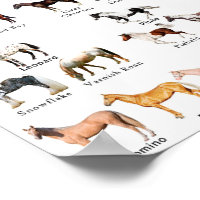 Horse Coat Colors Poster, Zazzle