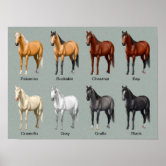 Horse Coat Colors Framed Poster 
