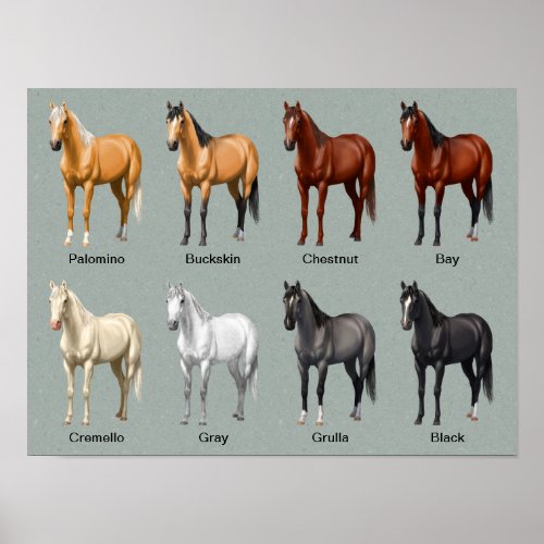 Horse Coat Colors Poster