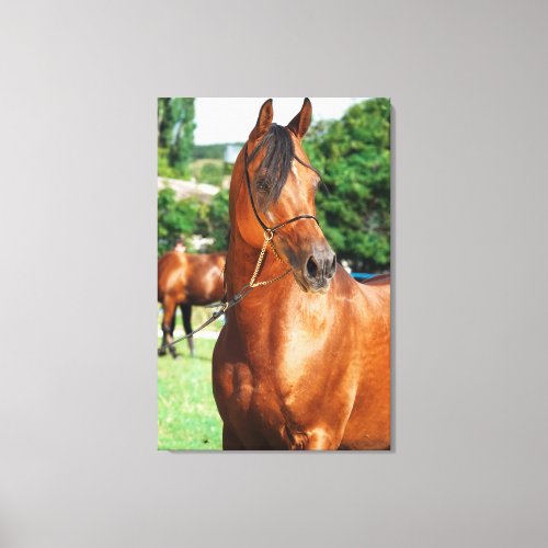 horse collection arabian bay canvas print