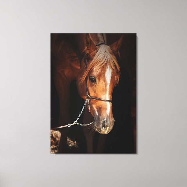 horse collection. arabian red canvas print (Front)