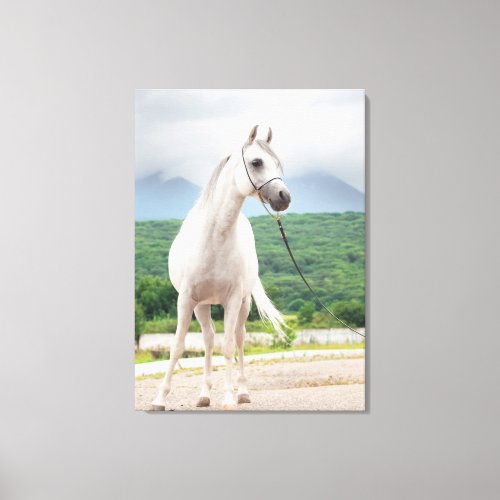 horse collection arabian white canvas print