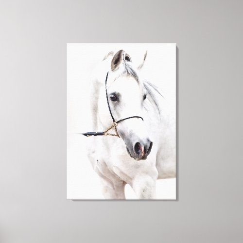 horse collection arabian white canvas print