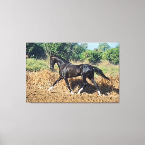 horse collection Marwari india Canvas Print