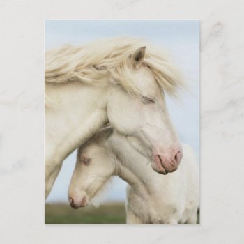 Horse Collection Postcard by JeanPittenger_7777 at Zazzle