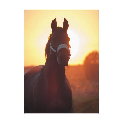 horse collection. sportive. sunset canvas print