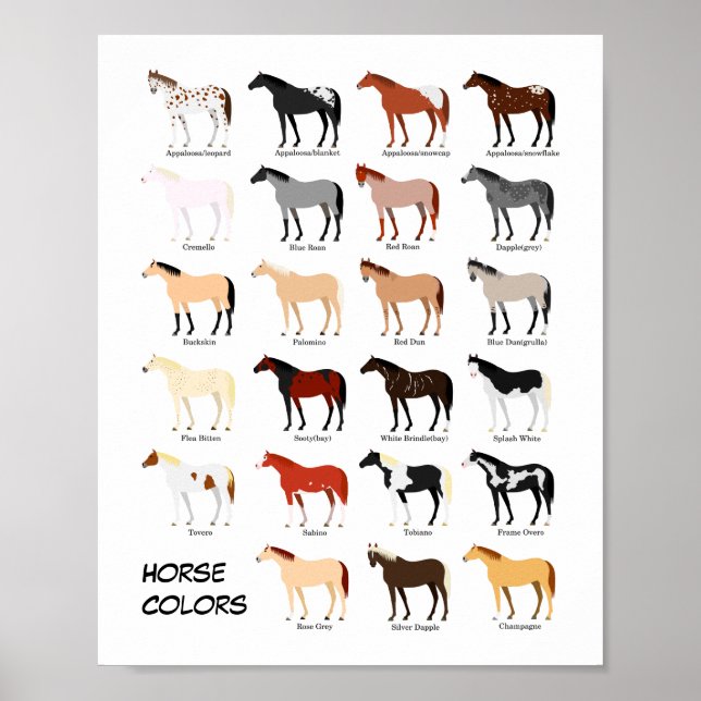 horse color chart poster (Front)