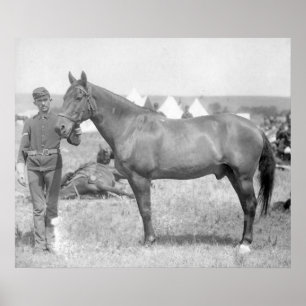 Horse "Comanche" the sole Survivor of the Custer Poster
