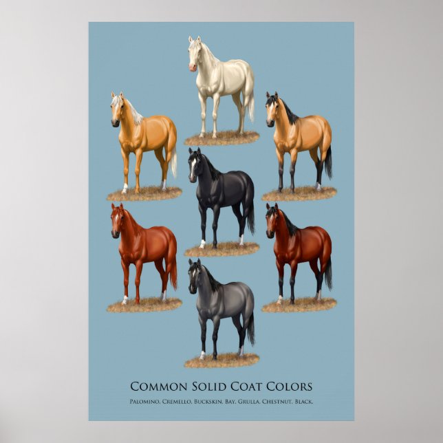 Horse Common Solid Coat Colors Chart (Front)