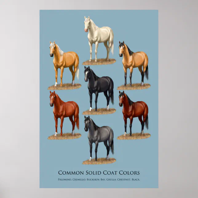 Horse Coat Colors Poster, Zazzle