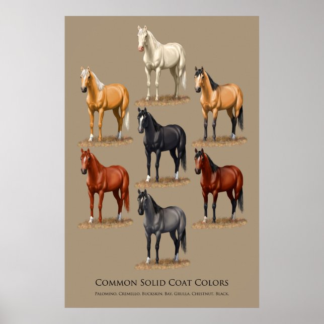 Horse Common Solid Coat Colors Chart (Front)