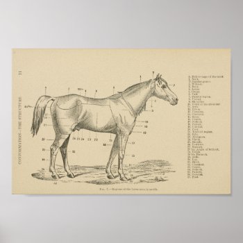 Horse Conformation Points Poster by AcupunctureProducts at Zazzle