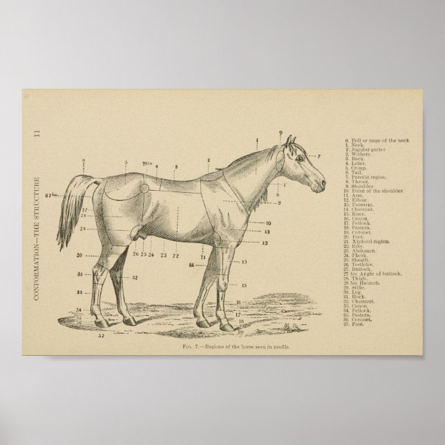 Horse Conformation Points Poster (Front)