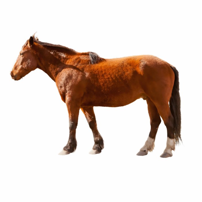 HORSE CUTOUT | Zazzle.com