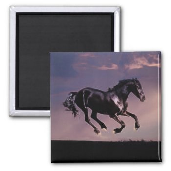 Horse Dance At Sunset Magnet by laureenr at Zazzle
