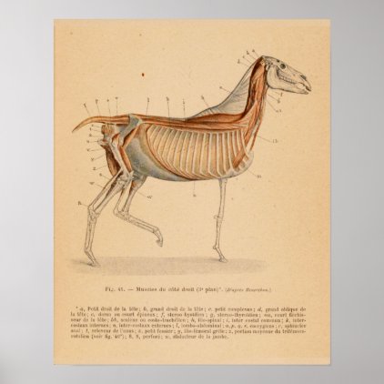 Horse Deep Muscle Anatomy French Vintage Print