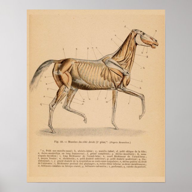 Horse Deep Muscle Anatomy French Vintage Print (Front)