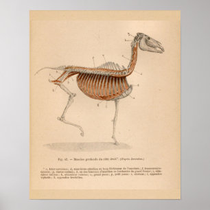 Horse Deep Muscle Anatomy French Vintage Print