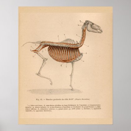 Horse Deep Muscle Anatomy French Vintage Print
