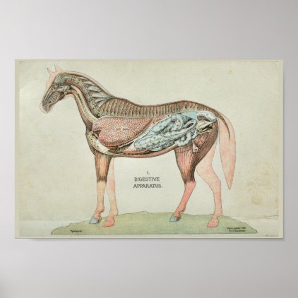 Horse Digestive Apparatus Internal Anatomy Print
