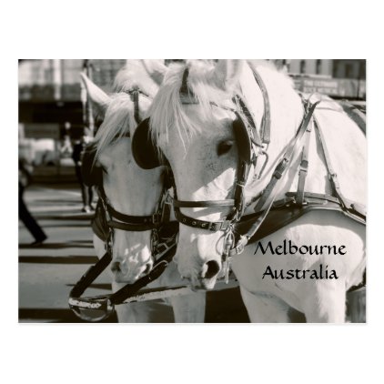 Horse drawn carriage ride Melbourne, Australia Postcard