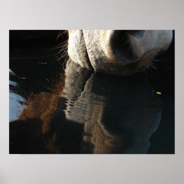 Horse Drinks Reflection Poster (Front)