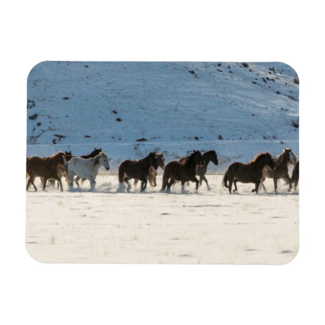 Horse Drive in Winter on Hideout Ranch Magnet (Horizontal)