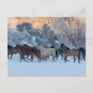 Horse Drive in Winter on Hideout Ranch Postcard