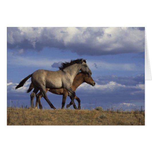 Horse Duo Cards (Front Horizontal)
