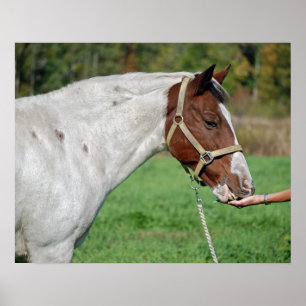 Horse Eating Alfalfa Poster