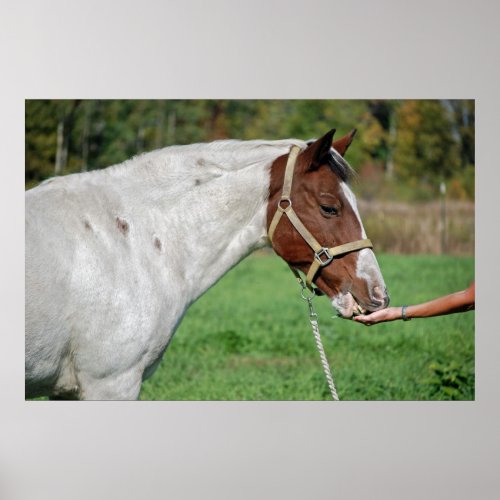 Horse Eating Alfalfa Poster