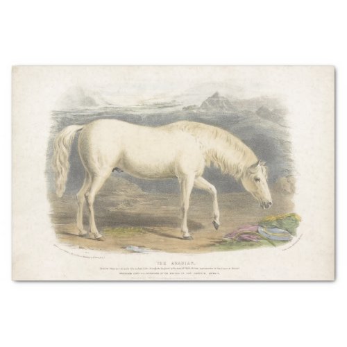 Horse Ephemera Decoupage Vintage Arabian Tissue Paper