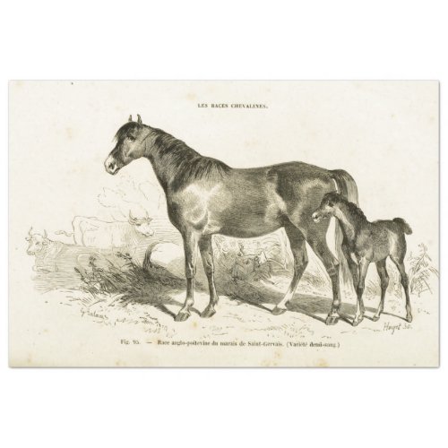 Horse Ephemera Decoupage Vintage French Foal Tissue Paper