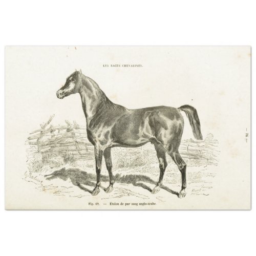 Horse Ephemera Decoupage Vintage French Tissue Pap Tissue Paper