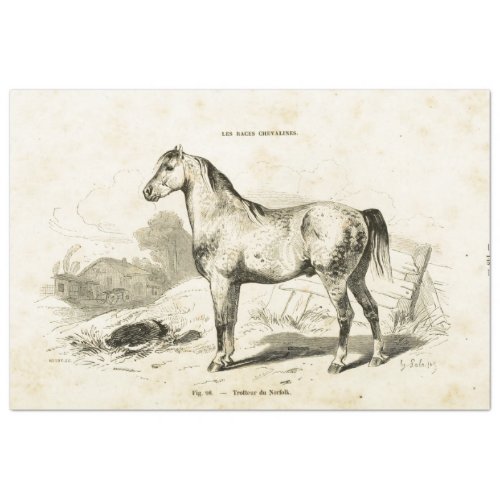 Horse Ephemera Decoupage Vintage French Tissue Paper