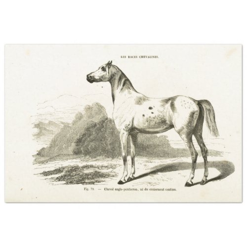 Horse Ephemera Decoupage Vintage French Tissue Paper
