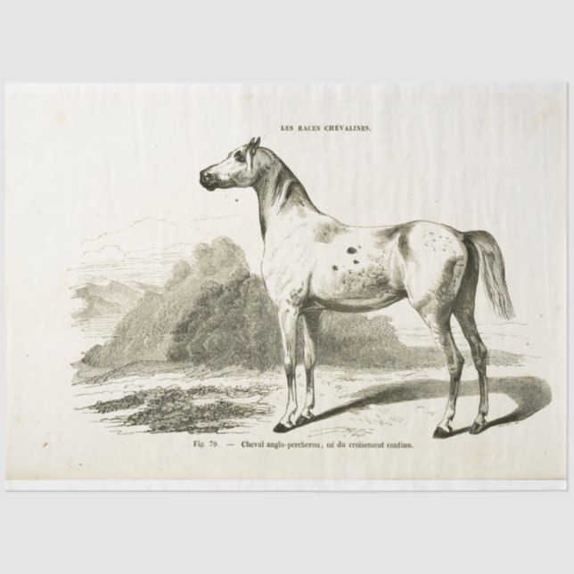 Horse Ephemera Decoupage Vintage French Tissue Paper (Front)